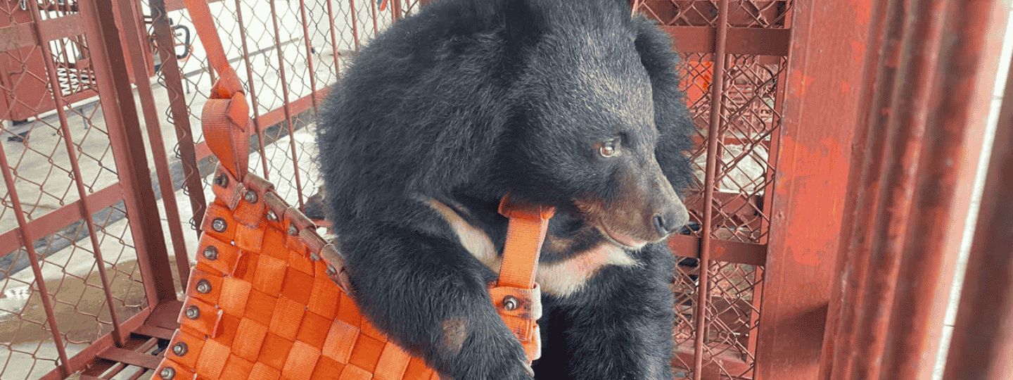Asiatic black bear in caged enclosure resting on a hammock