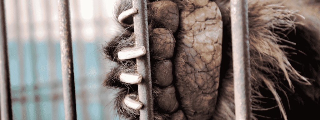 A bear's paw resting on bars of a cage