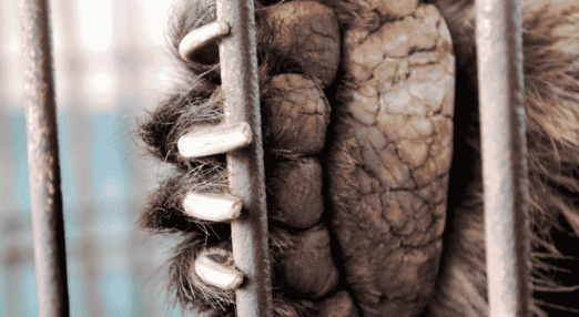 A bear's paw resting on bars of a cage