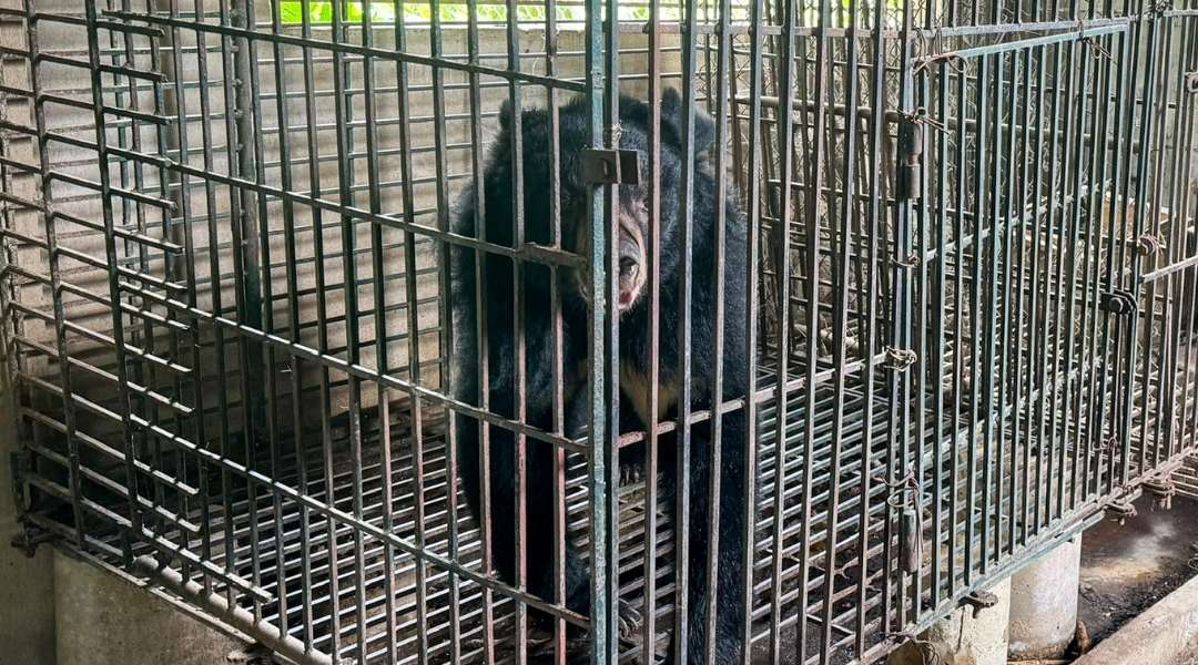 A moon bear stands inside a cramped, rusted metal cage set in a dim concrete room. The space is shadowy and damp, with only a small window behind the cage letting in natural light. Through the window, bright green foliage is visible, creating a stark contrast to the bleak interior. The bear is positioned at the front corner of the cage, closest to the viewer, looking directly toward the camera with a subdued, sorrowful expression.
