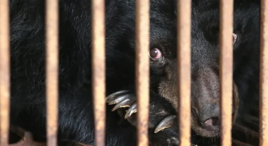 A black bear looking through the bars of a cage