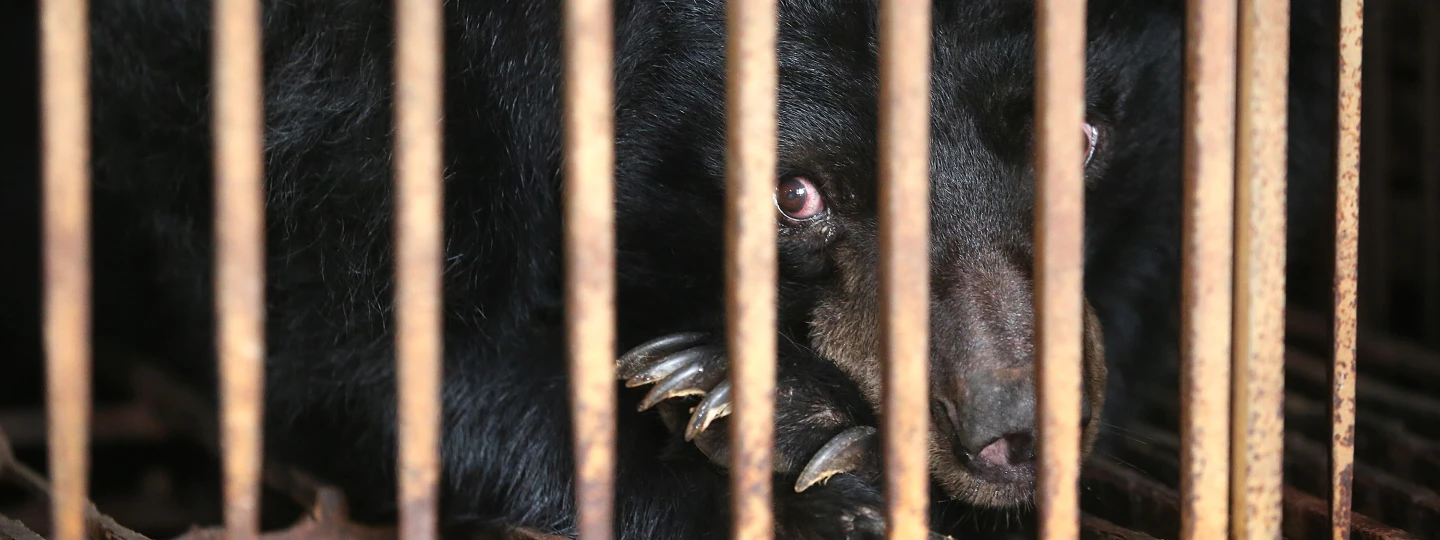 A black bear looking through the bars of a cage