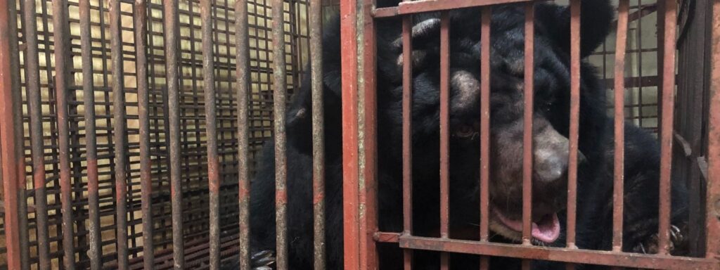 A bear in a cage, looking unhealthy and stressed