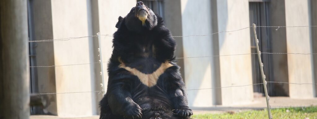 A bear sitting in the grass, looking content