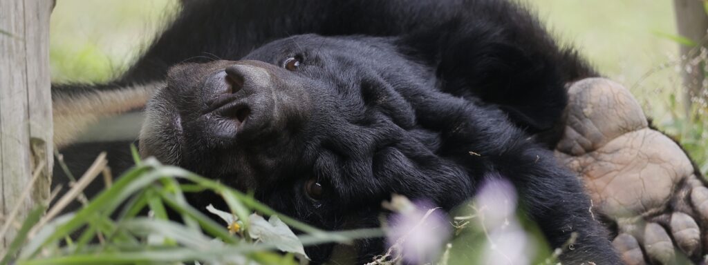 Close-up of the face of a black bear resting in the grass, looking generally healthy and content
