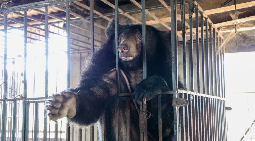 A moon bear is confined in a tall, rusty metal cage inside a worn wooden and concrete structure. The bear faces the camera, with both paws reaching through the bars and her body pressed against the front of the enclosure. Bright daylight enters through a doorway behind the cage, creating a strong contrast between the dark interior and the outside light.