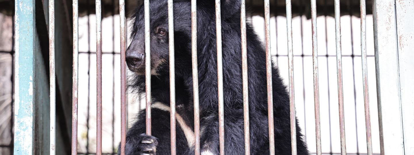 Rescued moon bear