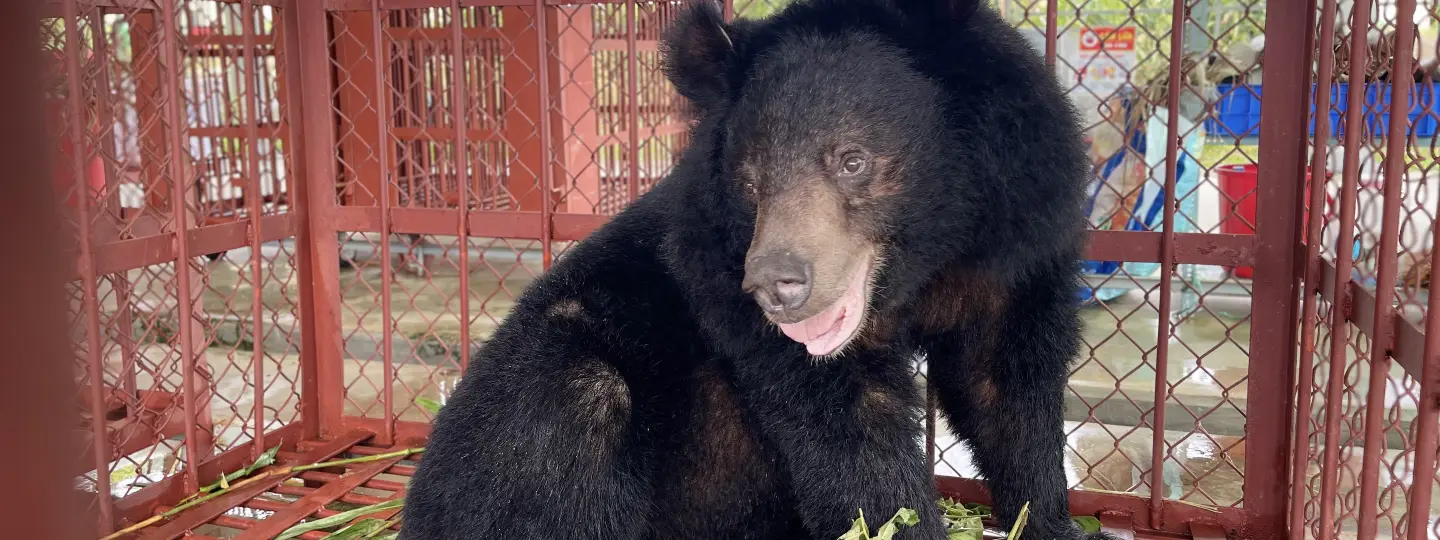 A moon bear in a red cage