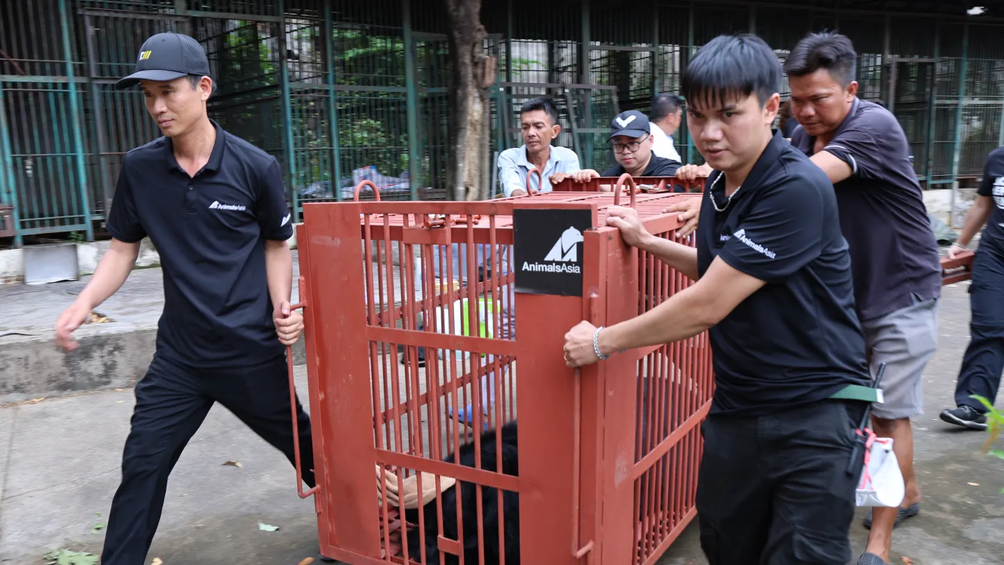 Animals Asia team members carefully unloading a bear transport crate from a vehicle.