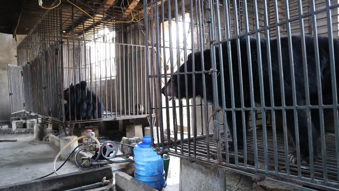 Two black bears stand inside small metal cages on a bear bile farm in Vietnam