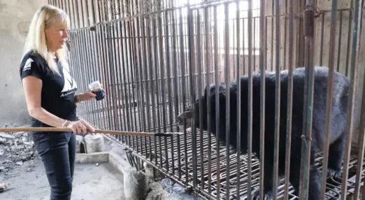 Animals Asia founder Jill Robinson offers food to a black bear inside a cage on a bear bile farm in Vietnam