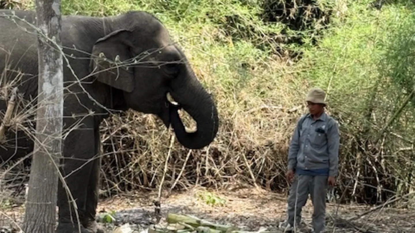 An elephant and a man in a Vietnamese forest