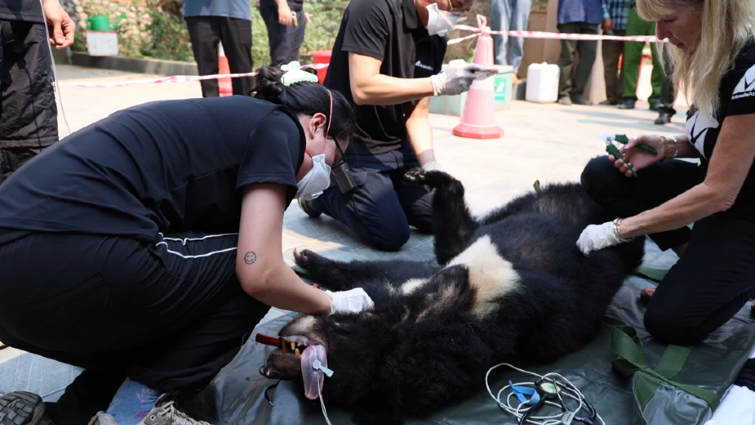 Bear under anaesthetic receives veterinary treatment from Animals Asia staff during a rescue operation