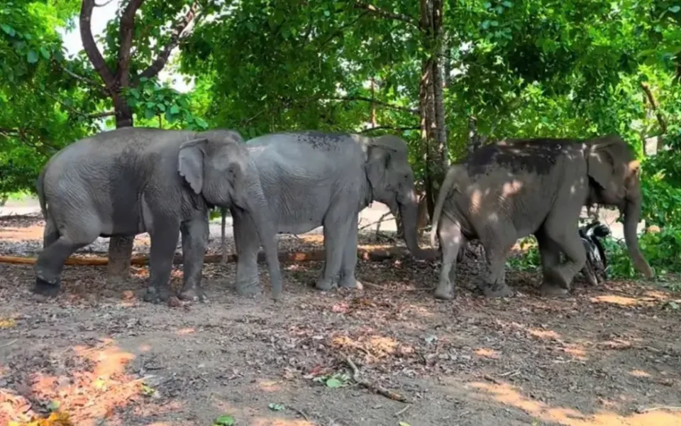 Three elephants walking in a forest in a line