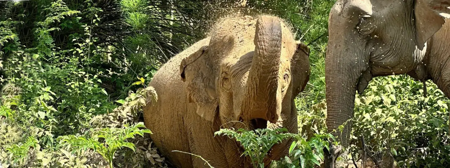 Two elephants in a forest in Vietnam