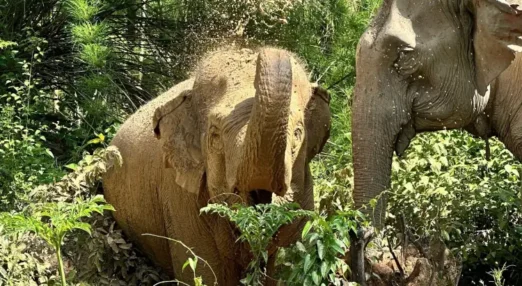Two elephants in a Vietnamese forest