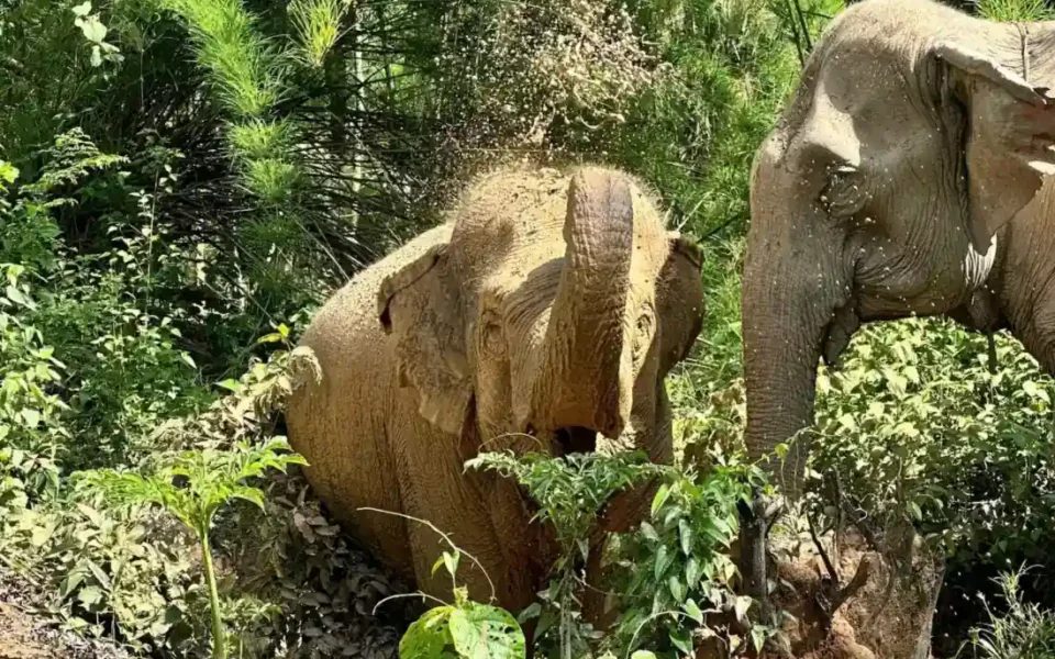 Rescued elephants Vietnam forest