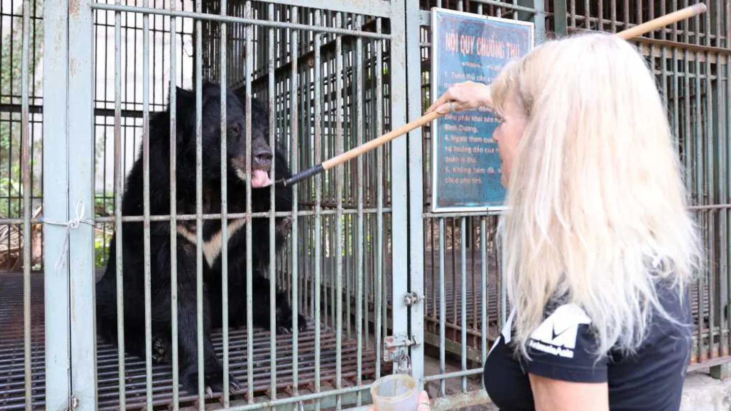 Animals Asia founder Jill Robinson sitting close to the transport crate of rescued moon bear Mangosteen.