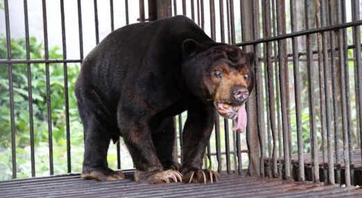 Rescued sun bears arriving in their transport crates at the Bach Ma sanctuary.