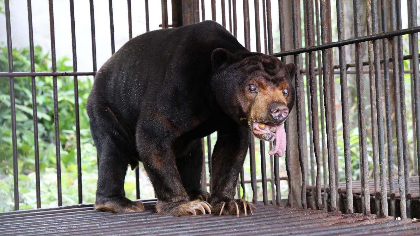 Rescued sun bears arriving in their transport crates at the Bach Ma sanctuary.