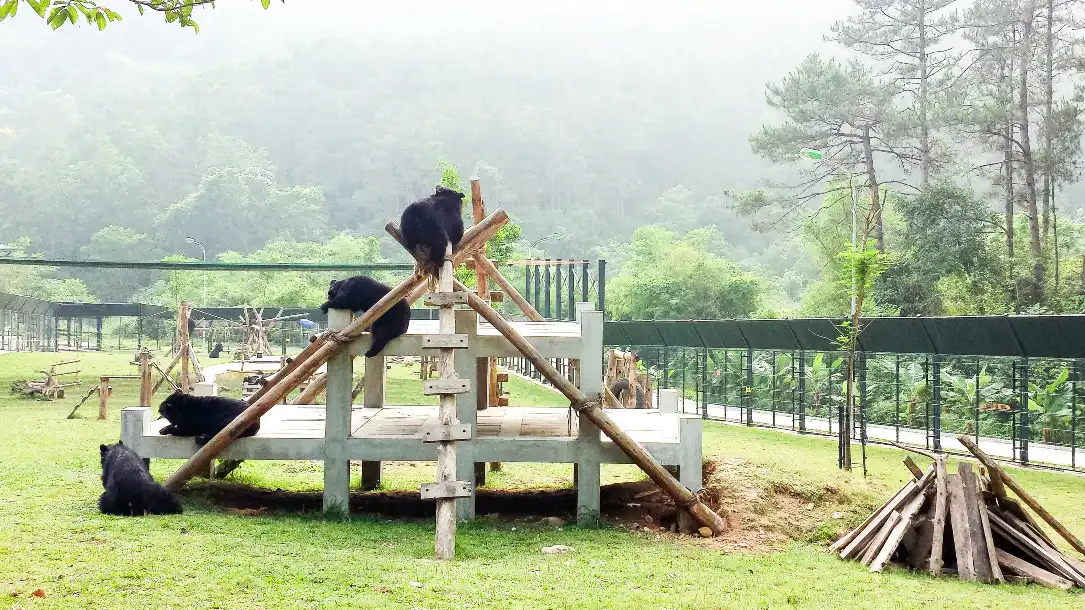 Moon bears playing at an Animals Asia sanctuary in Vietnam