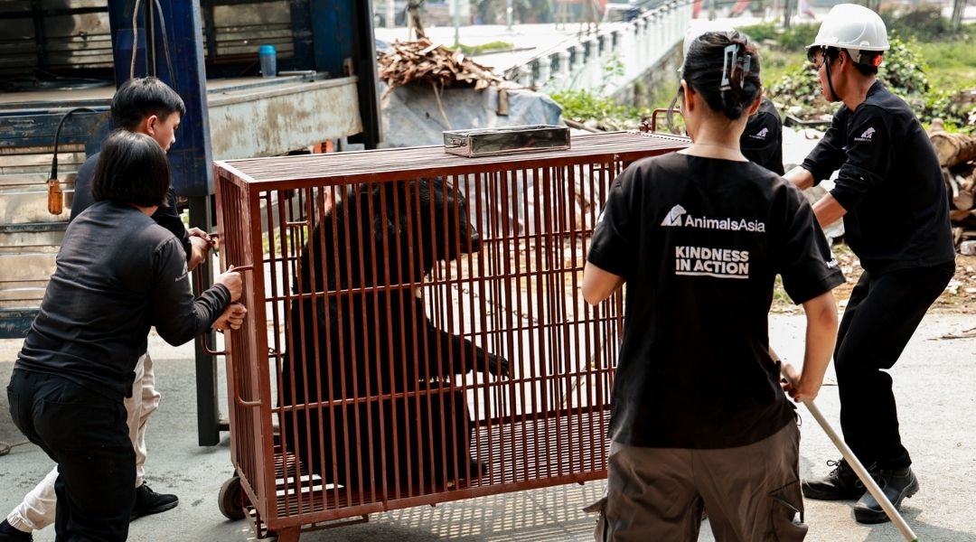 Animals Asia’s bear rescue team are moving a moon bear inside a wheeled red metal transport cage. The bear sits upright while the team carefully positions and guides the enclosure from multiple sides. The scene takes place outdoors beside a rescue truck, with vegetation, stacked materials, and a roadside visible in the background. All five team members wear matching black shirts bearing the Animals Asia logo and the tagline ‘Kindness in Action.