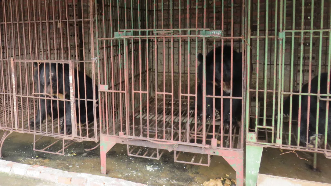 Moon bears in cages