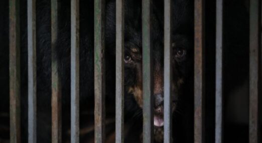Moon bear in cage
