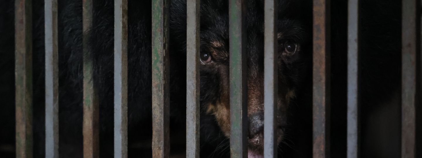 Moon bear waiting to be rescued
