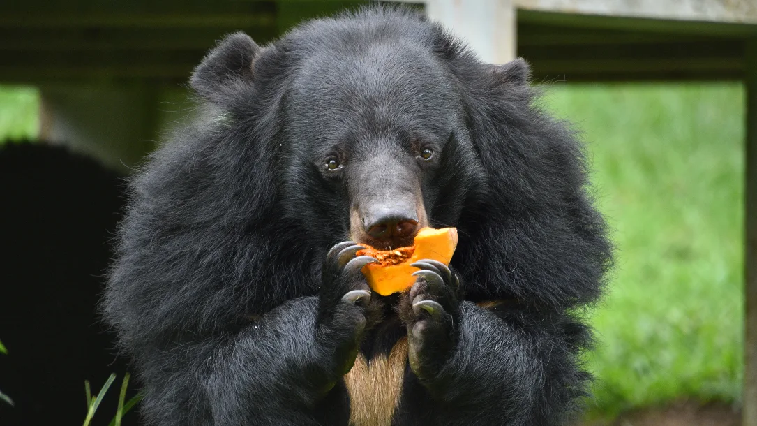 A moon bear eating a piece of fruit