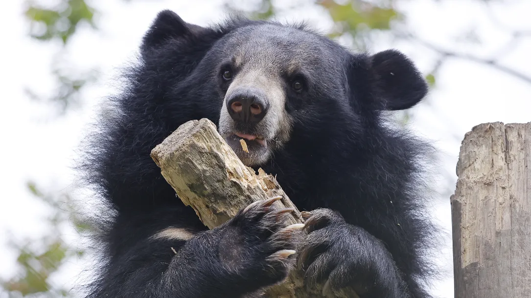 A moon bear chewing on a tree branch