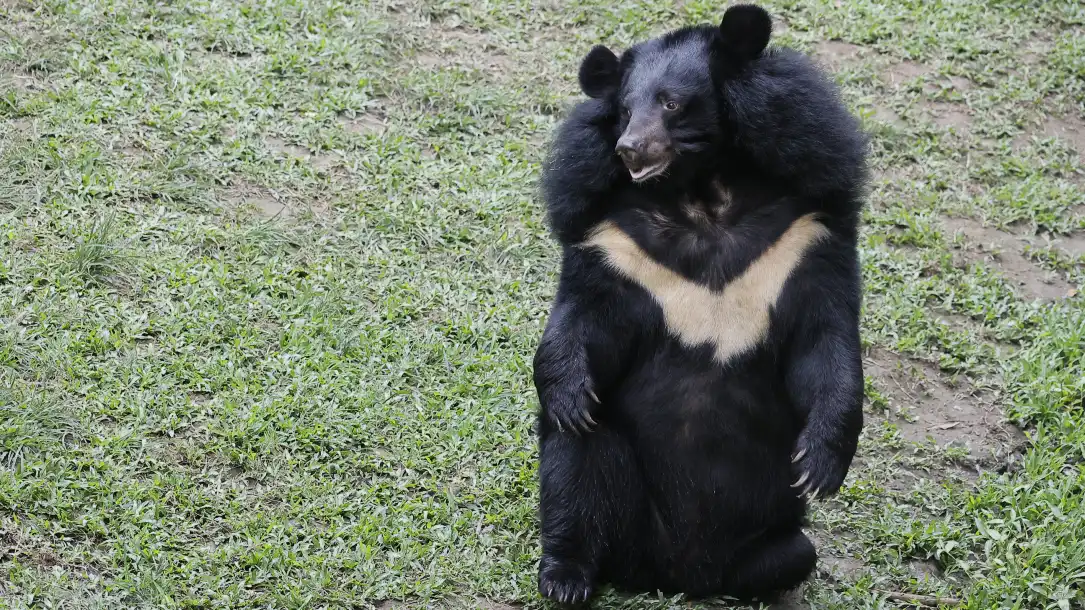 A moon bear displaying its distinctive crescent chest marking