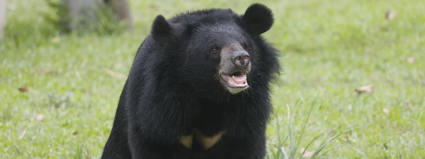 A moon bear standing on grass