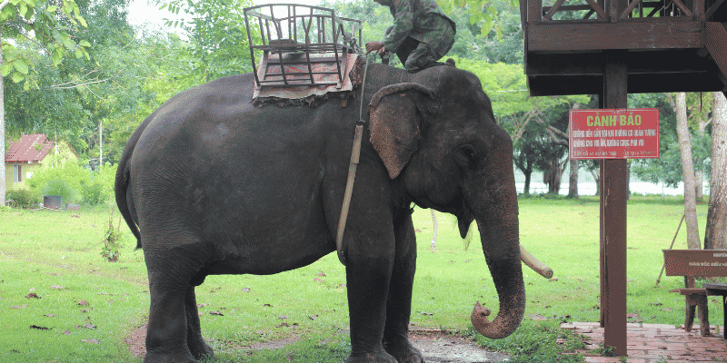 Elephant with sadle and man on his back