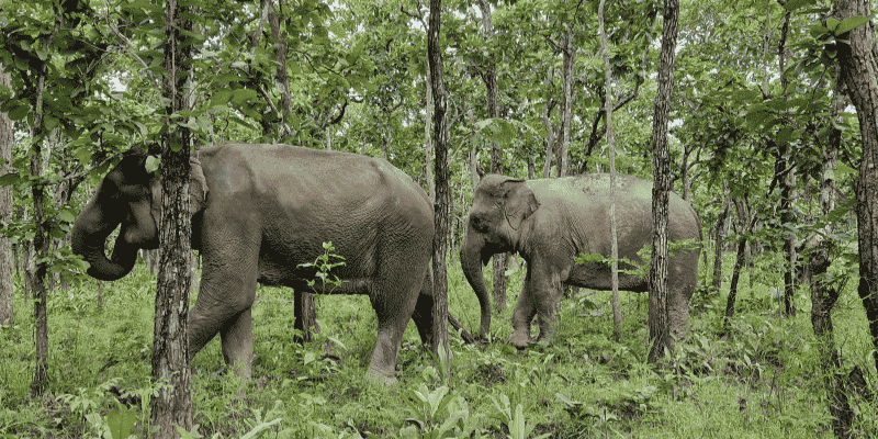 Two elephants roaming free in forest