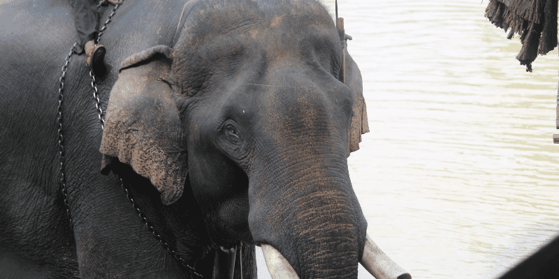 Elephant in chains looking at camera