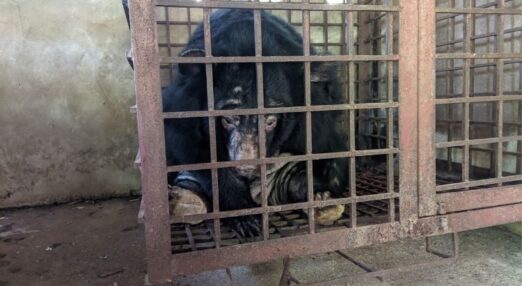 Moon bear Fern sits hunched over in a small, rusty metal cage that’s little bigger than her body. The surrounding concrete walls are grey and stained. Fern looks utterly defeated, pushing her head against the cage bars and staring down at the floor. Her fur is sparse, particularly across her ears, face and tummy, and her paw pads are thick and cracked from standing on metal bars her entire life.