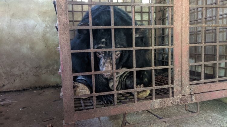 Moon bear Fern sits hunched over in a small, rusty metal cage that’s little bigger than her body. The surrounding concrete walls are grey and stained. Fern looks utterly defeated, pushing her head against the cage bars and staring down at the floor. Her fur is sparse, particularly across her ears, face and tummy, and her paw pads are thick and cracked from standing on metal bars her entire life.