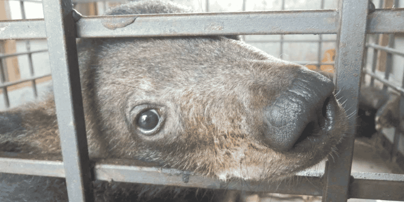 Bear cub looking at camera through bars of a cage