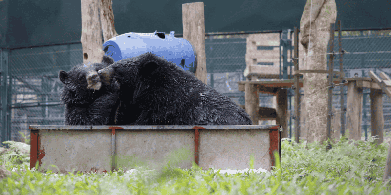 Two older cubs playing in pool tub