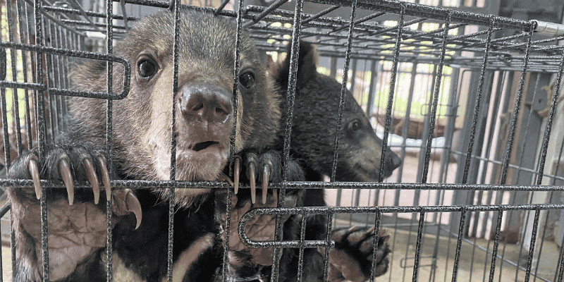 Two cubs looking desperately through small cage bars