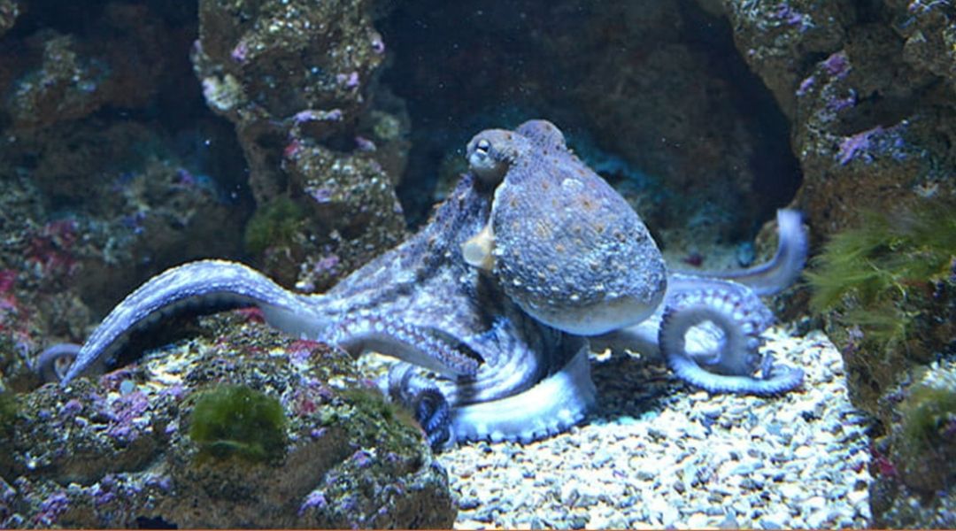 An octopus resting on rocks
